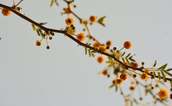 spring tree blooms, allergy triggers